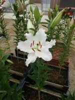 [4656 DJ OR-04 No01.JPG]